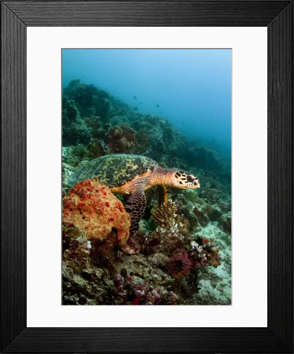 Framed Print : Picture No. 10892924 Framed Print : Picture No. 10892924