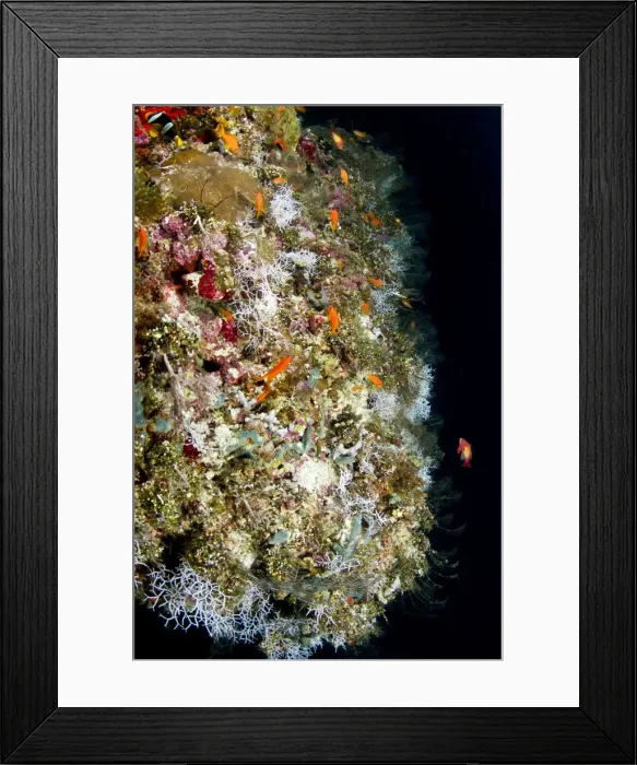 Framed Print : Picture No. 10892926 Framed Print : Picture No. 10892926