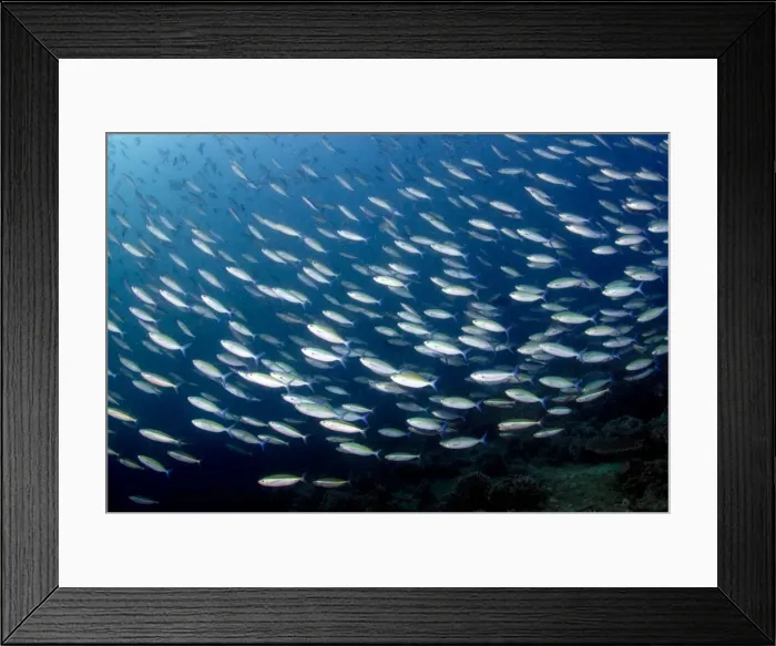 Framed Print : Picture No. 10892935 Framed Print : Picture No. 10892935
