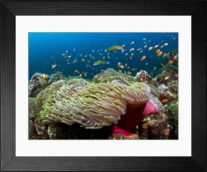 Framed Print : Picture No. 10892934 Framed Print : Picture No. 10892934