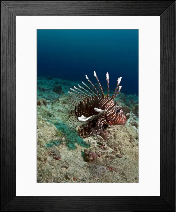 Framed Print : Picture No. 10892931 Framed Print : Picture No. 10892931