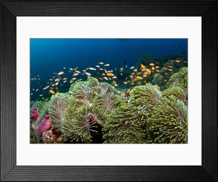 Framed Print : Picture No. 10892933 Framed Print : Picture No. 10892933