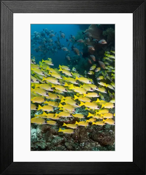 Framed Print : Picture No. 10892938 Framed Print : Picture No. 10892938