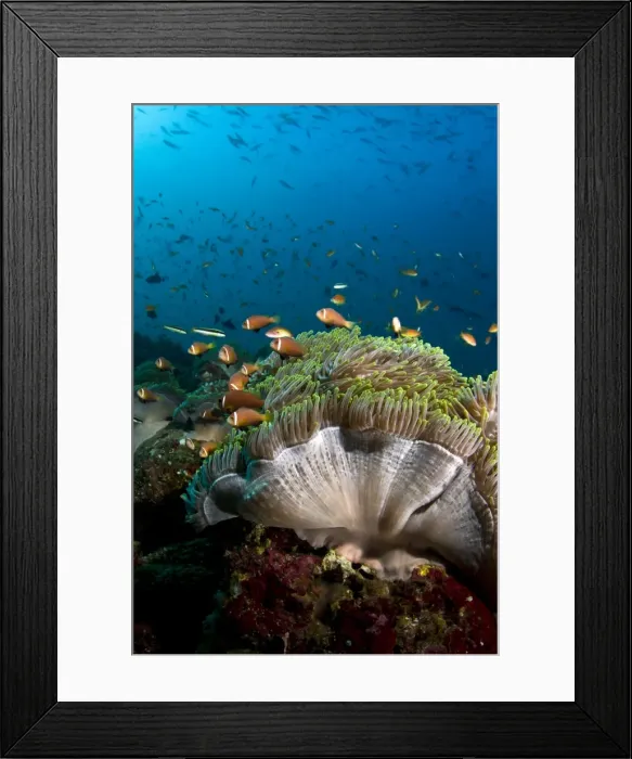Framed Print : Picture No. 10892936 Framed Print : Picture No. 10892936