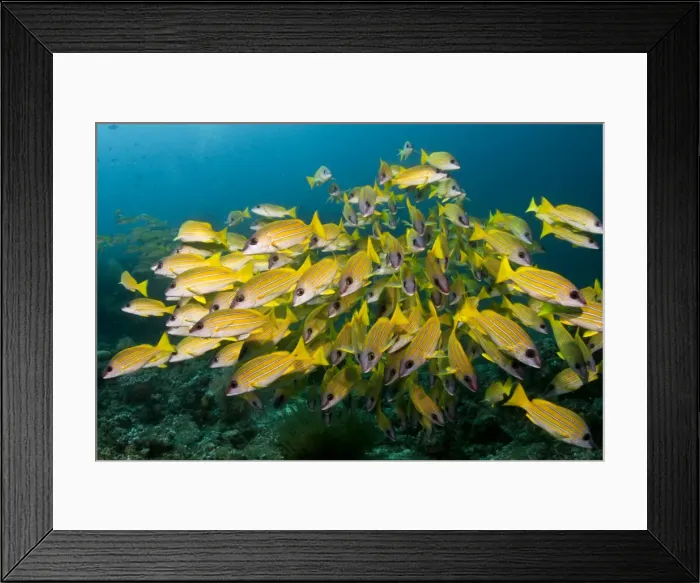 Framed Print : Picture No. 10892939 Framed Print : Picture No. 10892939