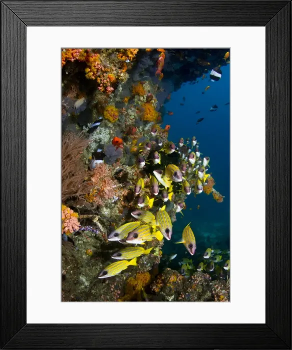 Framed Print : Picture No. 10892937