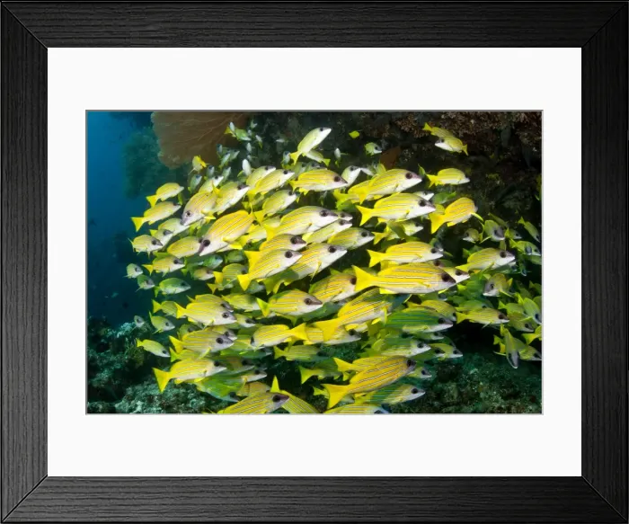 Framed Print : Picture No. 10892940 Framed Print : Picture No. 10892940