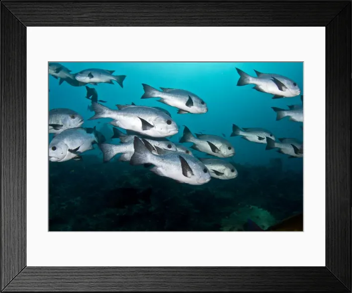 Framed Print : Picture No. 10892982