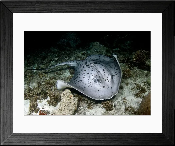 Framed Print : Picture No. 10892980 Framed Print : Picture No. 10892980