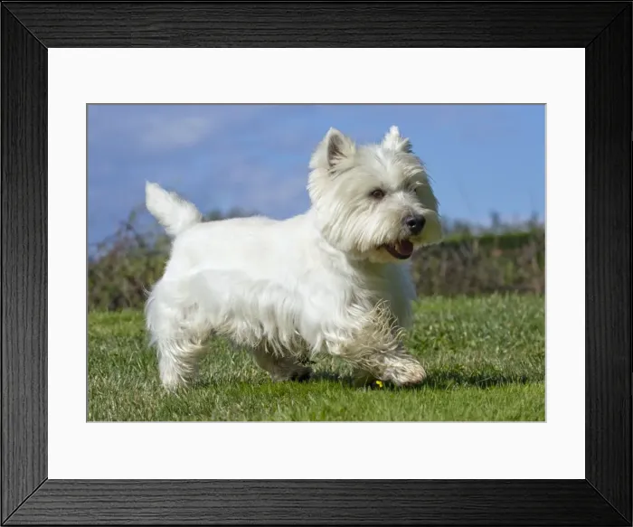 Framed Print : Picture No. 10892986 Framed Print : Picture No. 10892986