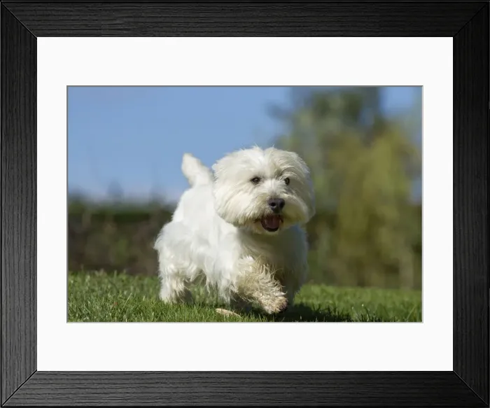 Framed Print : Picture No. 10892987