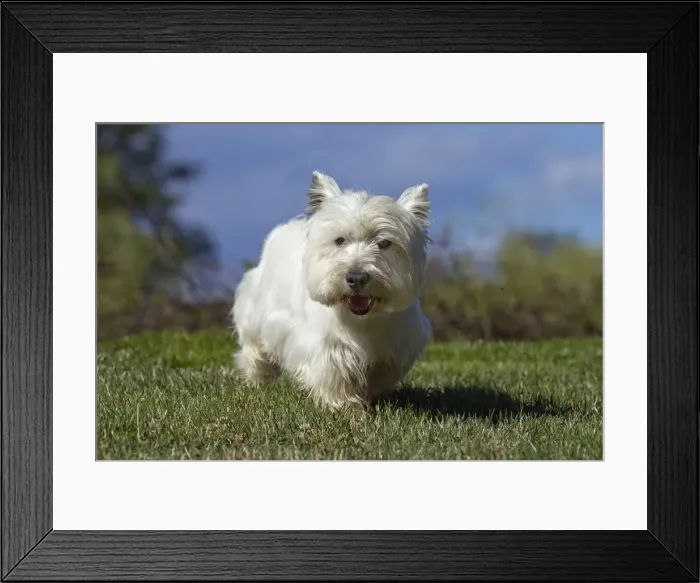 Framed Print : Picture No. 10892989 Framed Print : Picture No. 10892989