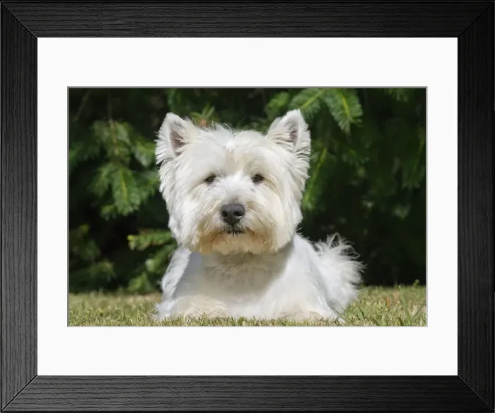 Framed Print : Picture No. 10892995 Framed Print : Picture No. 10892995