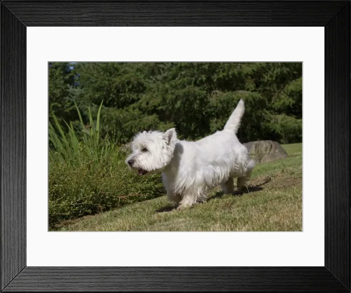 Framed Print : Picture No. 10892992 Framed Print : Picture No. 10892992