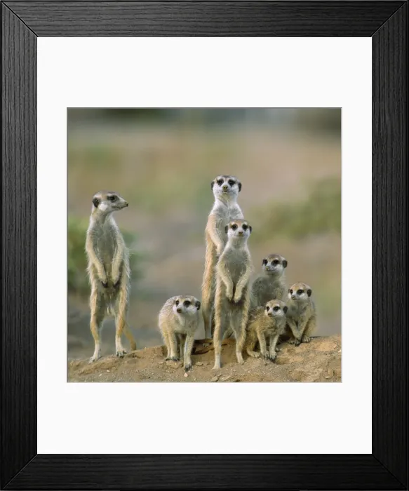 Framed Print : Picture No. 10892999 Framed Print : Picture No. 10892999