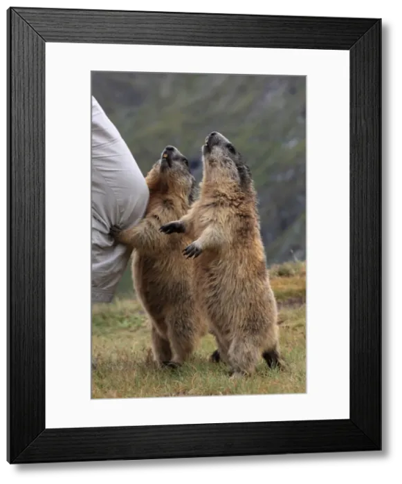 Framed Print : Picture No. 10893003 Framed Print : Picture No. 10893003