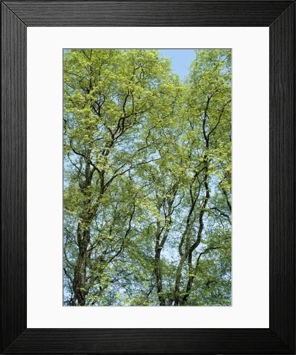 Framed Print : Picture No. 10892997