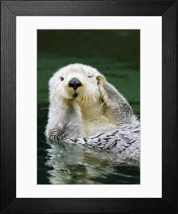 Framed Print : Picture No. 10893005 Framed Print : Picture No. 10893005