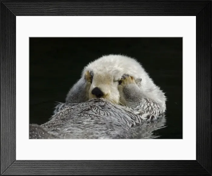 Framed Print : Picture No. 10893006 Framed Print : Picture No. 10893006