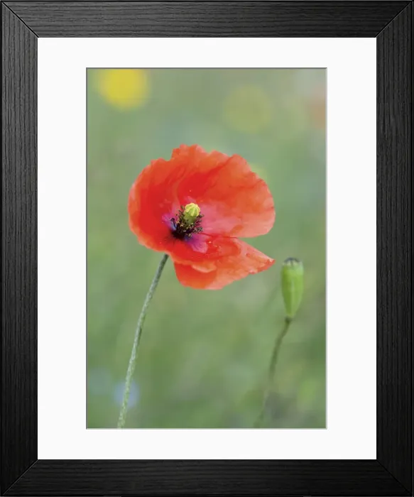 Framed Print : Picture No. 10893011 Framed Print : Picture No. 10893011