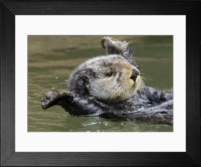 Framed Print : Picture No. 10893008