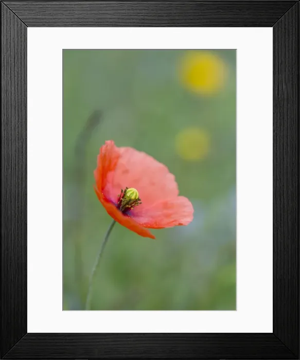 Framed Print : Picture No. 10893010 Framed Print : Picture No. 10893010