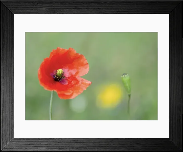 Framed Print : Picture No. 10893012 Framed Print : Picture No. 10893012