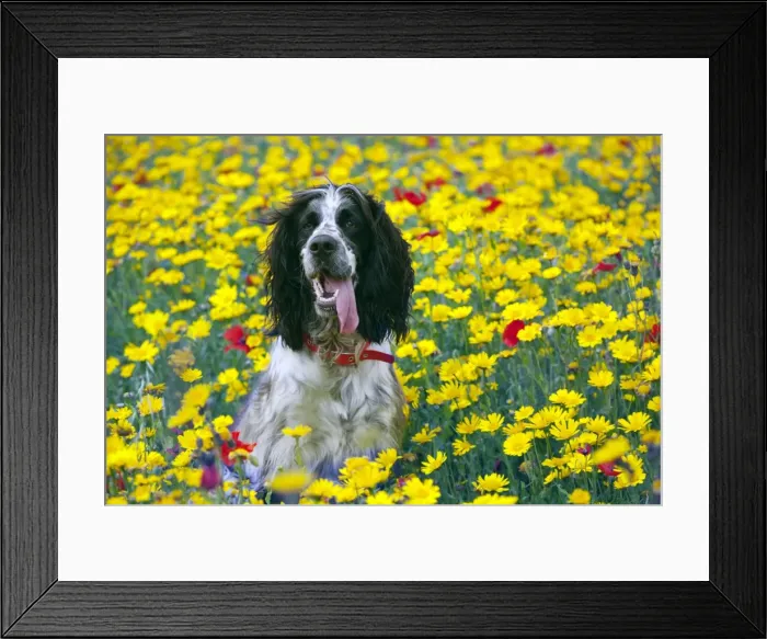 Framed Print : Picture No. 10893014 Framed Print : Picture No. 10893014