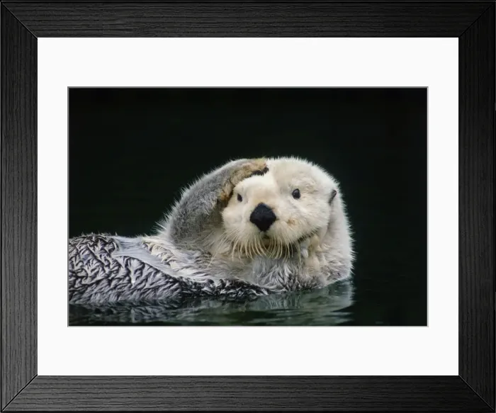 Framed Print : Picture No. 10893007 Framed Print : Picture No. 10893007