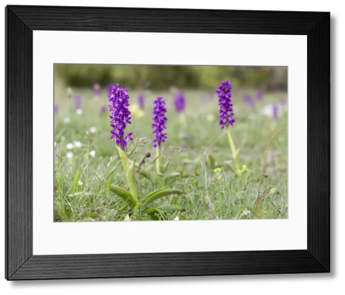 Framed Print : Picture No. 10893018 Framed Print : Picture No. 10893018