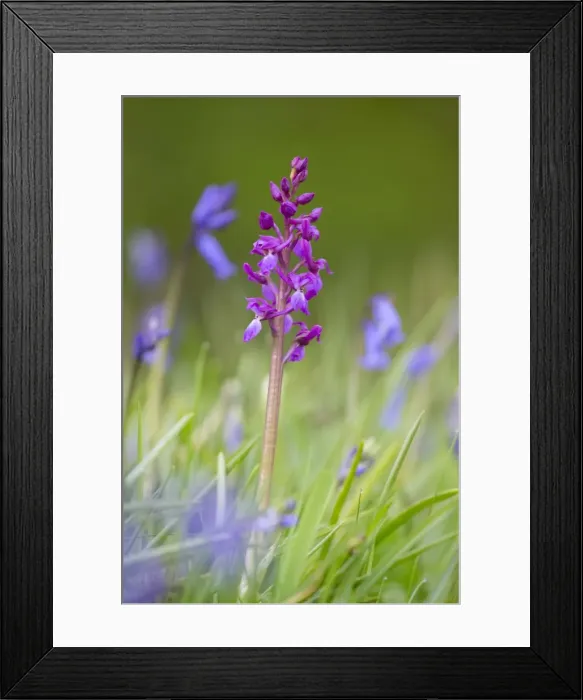 Framed Print : Picture No. 10893017 Framed Print : Picture No. 10893017