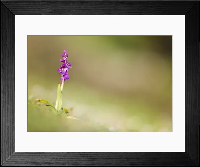 Framed Print : Picture No. 10893021 Framed Print : Picture No. 10893021