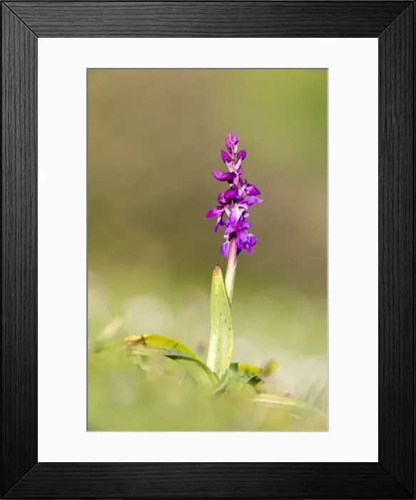 Framed Print : Picture No. 10893020 Framed Print : Picture No. 10893020