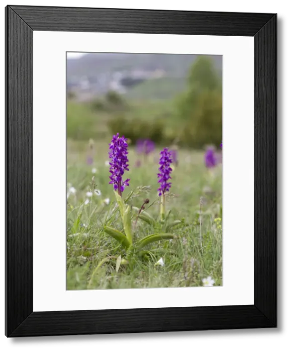 Framed Print : Picture No. 10893019 Framed Print : Picture No. 10893019