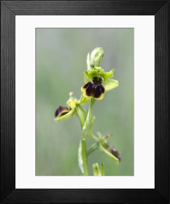 Framed Print : Picture No. 10893022 Framed Print : Picture No. 10893022