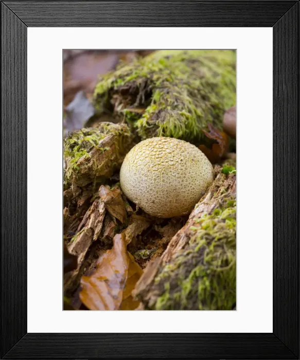 Framed Print : Picture No. 10893026 Framed Print : Picture No. 10893026