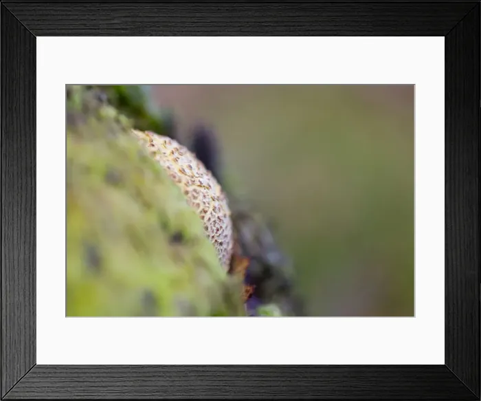 Framed Print : Picture No. 10893024 Framed Print : Picture No. 10893024