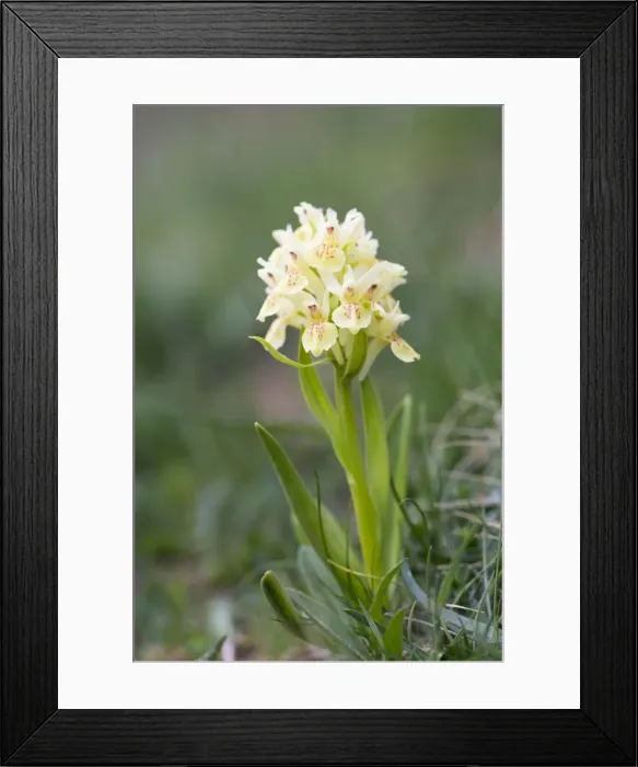 Framed Print : Picture No. 10893027 Framed Print : Picture No. 10893027