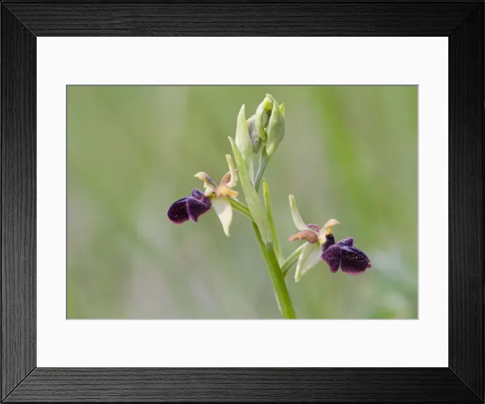 Framed Print : Picture No. 10893023 Framed Print : Picture No. 10893023