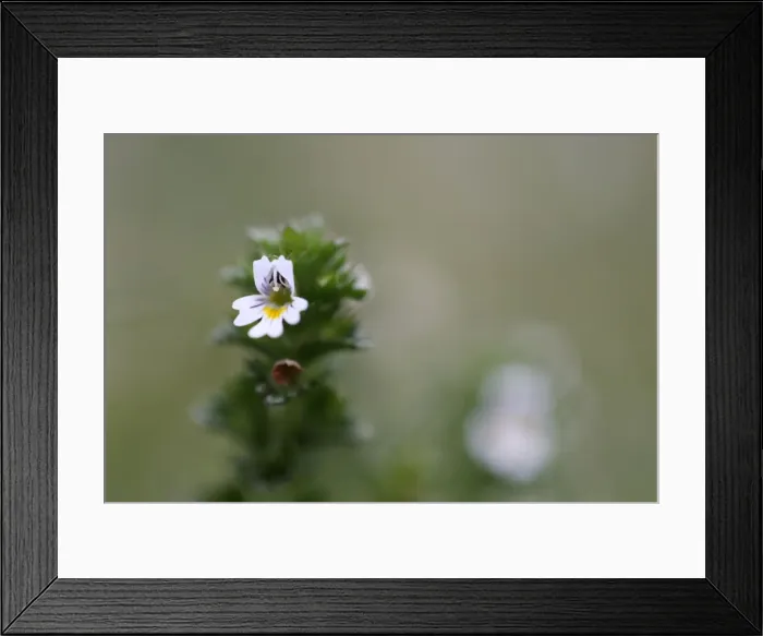 Framed Print : Picture No. 10893029 Framed Print : Picture No. 10893029