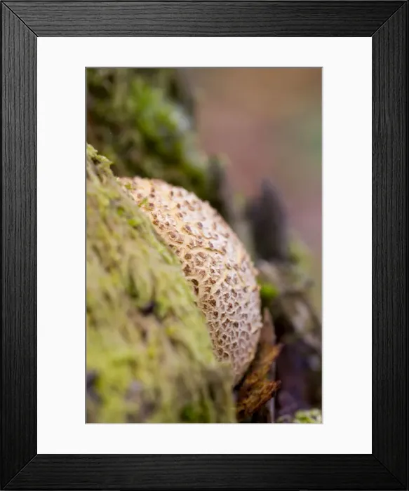 Framed Print : Picture No. 10893025 Framed Print : Picture No. 10893025