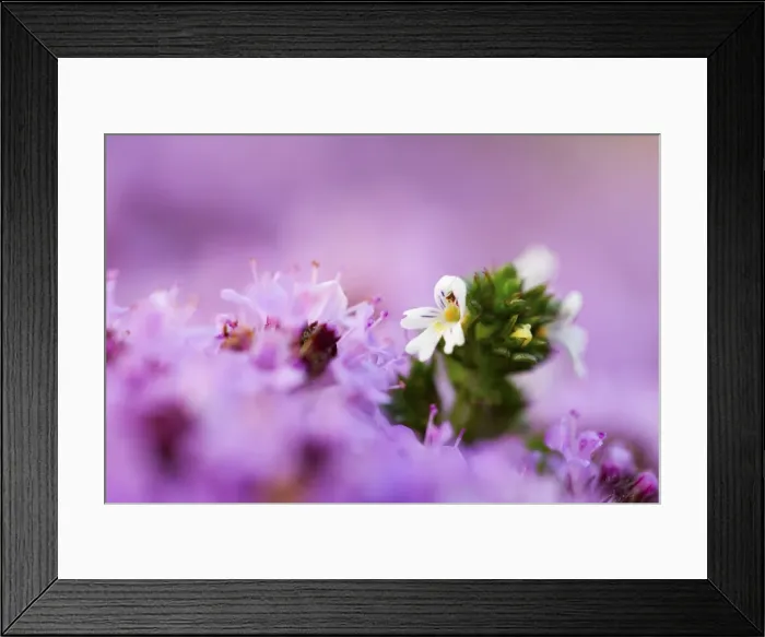 Framed Print : Picture No. 10893032