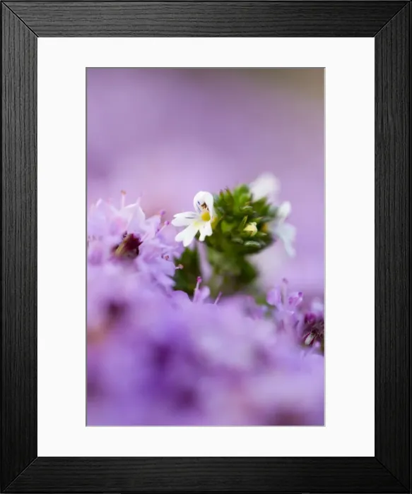 Framed Print : Picture No. 10893033 Framed Print : Picture No. 10893033
