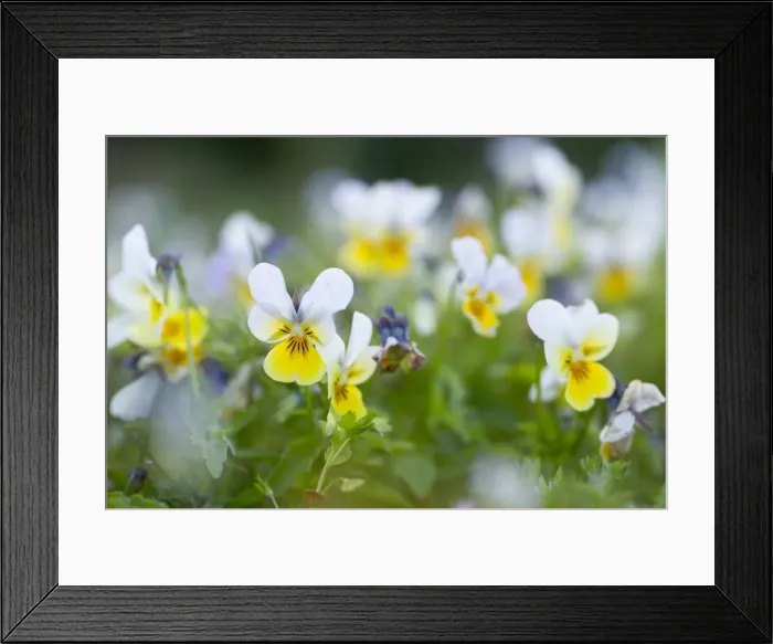 Framed Print : Picture No. 10893034 Framed Print : Picture No. 10893034