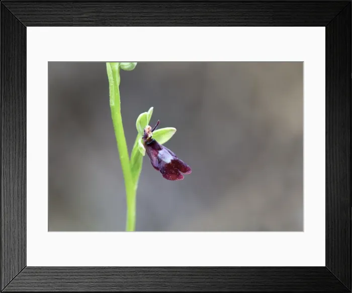 Framed Print : Picture No. 10893037 Framed Print : Picture No. 10893037