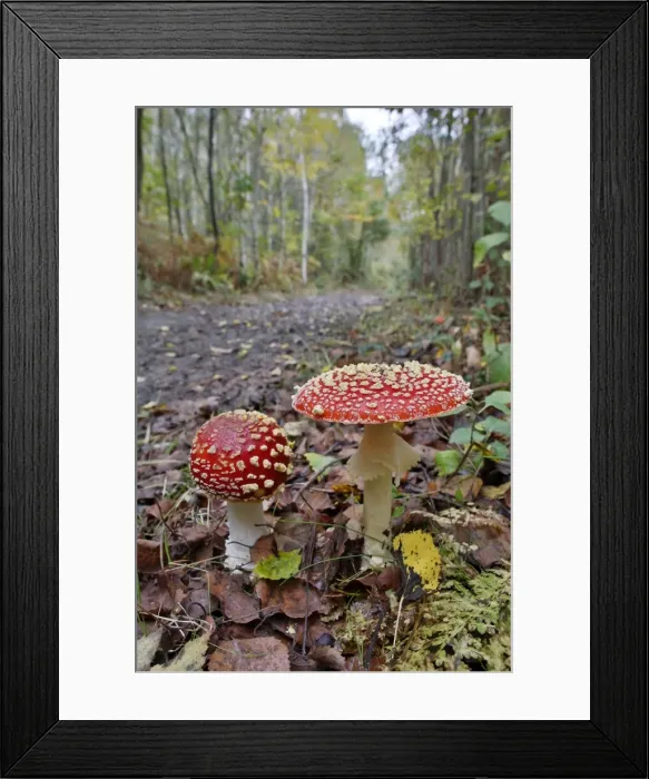 Framed Print : Picture No. 10893035 Framed Print : Picture No. 10893035