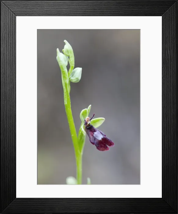 Framed Print : Picture No. 10893038 Framed Print : Picture No. 10893038