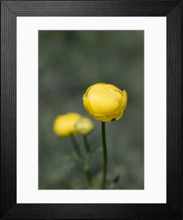 Framed Print : Picture No. 10893040 Framed Print : Picture No. 10893040