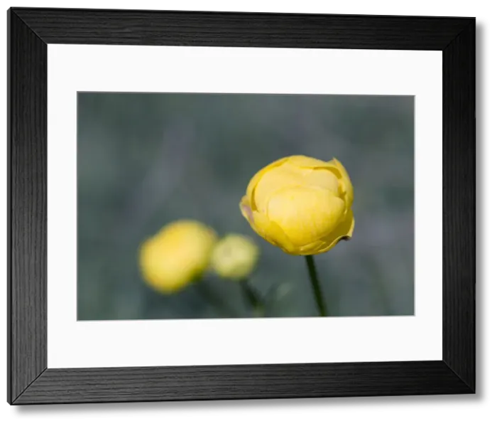 Framed Print : Picture No. 10893041 Framed Print : Picture No. 10893041