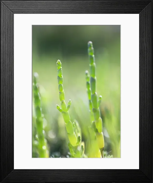 Framed Print : Picture No. 10893039 Framed Print : Picture No. 10893039